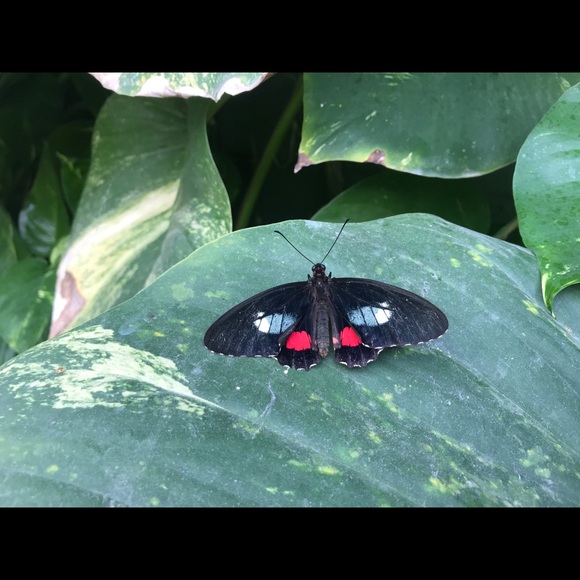 Meet your Posher, Amanda - Picture 1 of 1